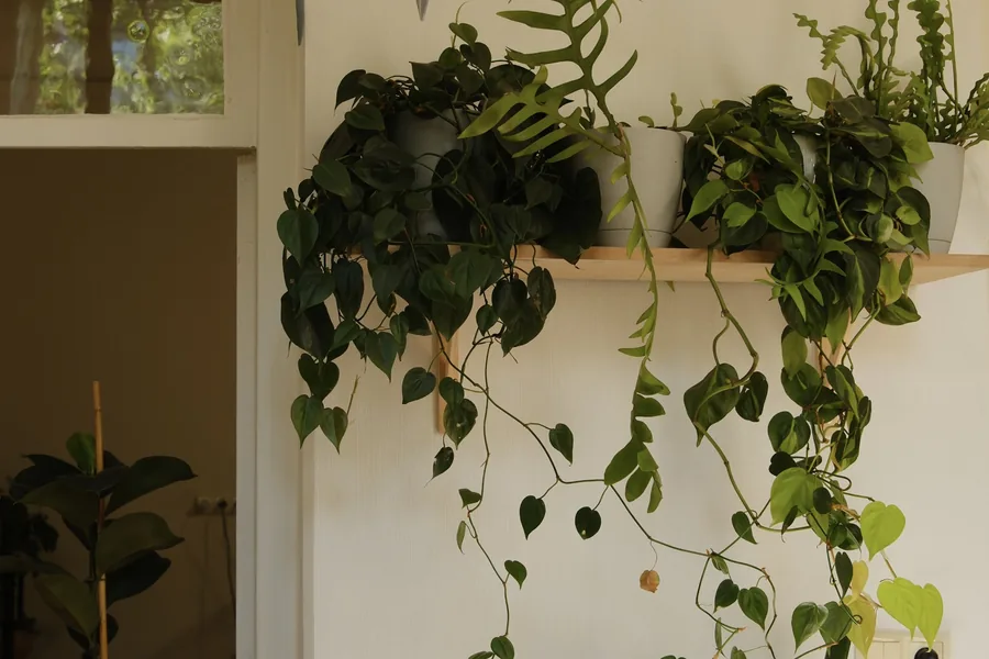 Trailing plants hanging from a shelf above the benches